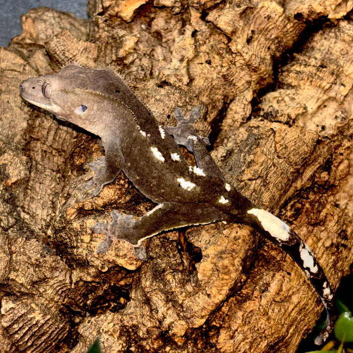 Correlophus ciliatus (Crested Gecko) Axanthic