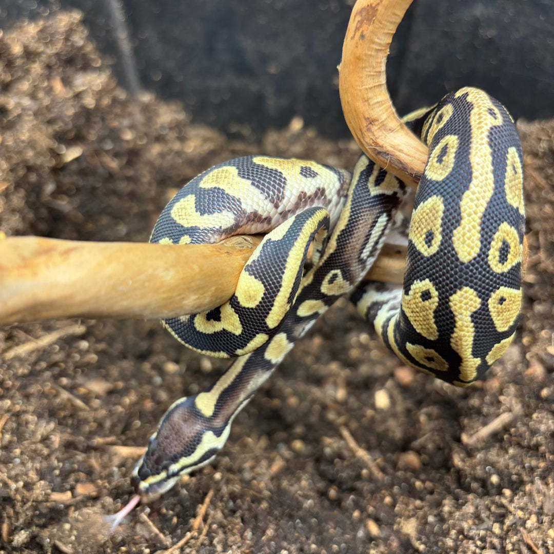 Python regius (Ball Python) Orange Dream YB/ Gravel/ Het Pied Pos Het Desert Ghost UNSEXED