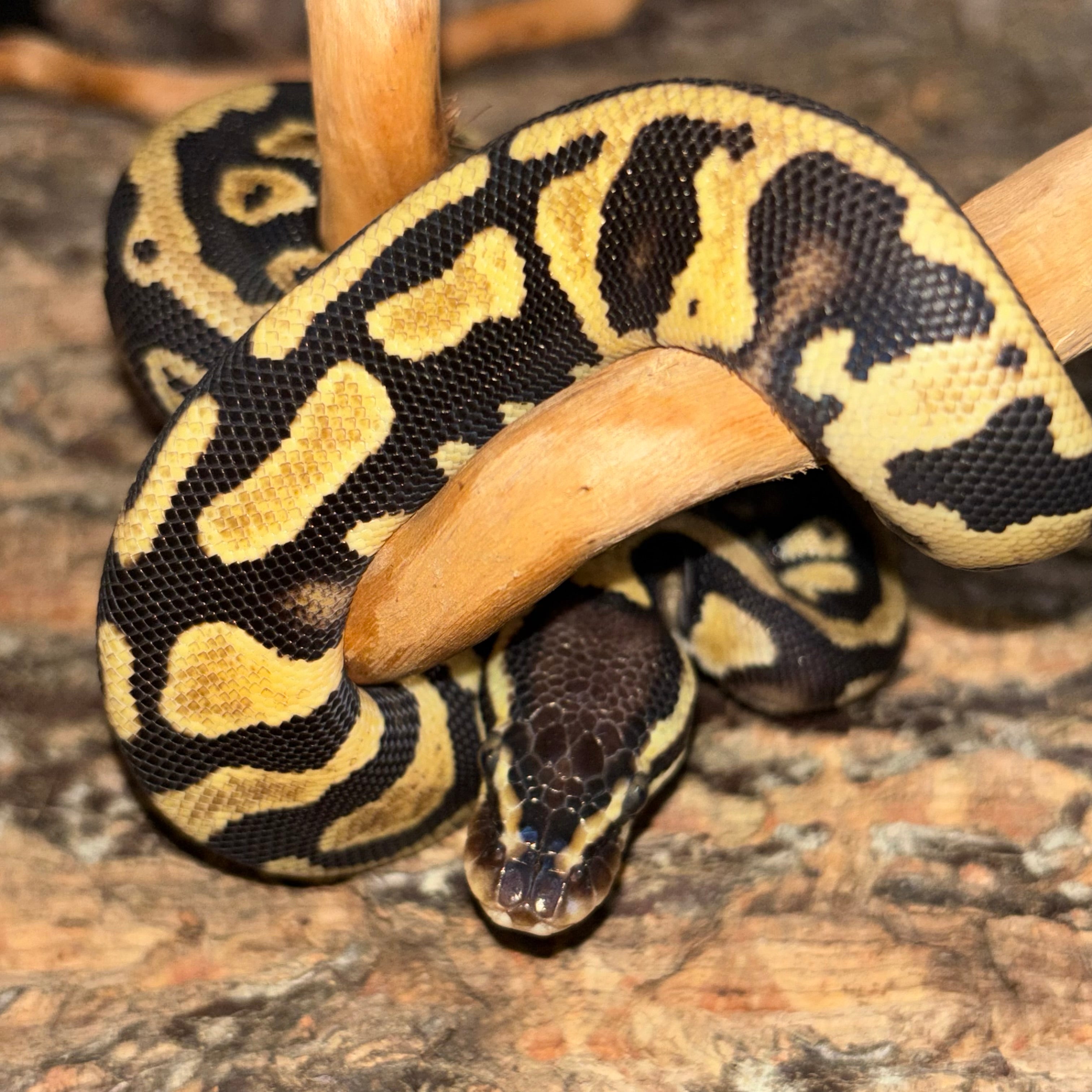 Bald Python Orange Python regius (Ball Python) Orange Dream YB/ Gravel/ Het Pied Pos Het ...