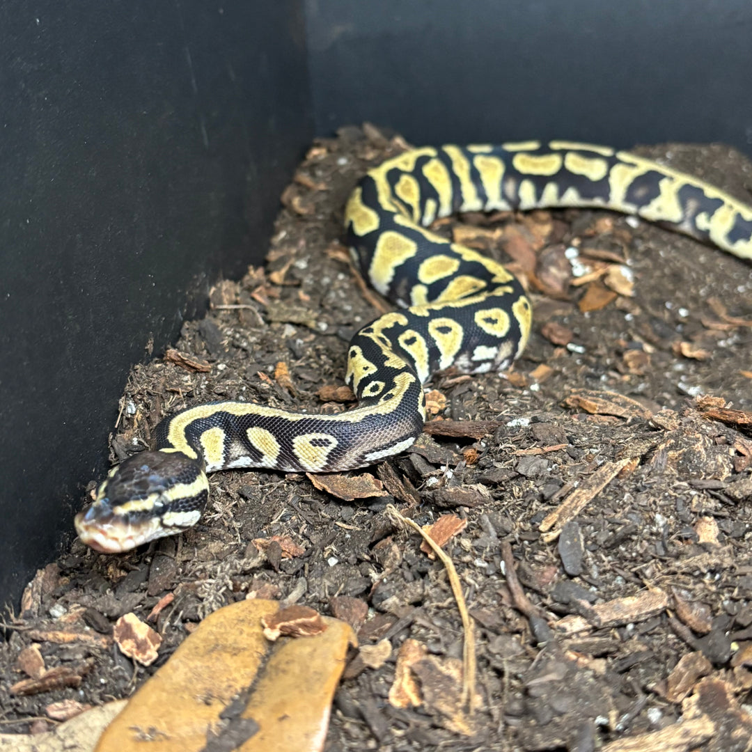 Python regius (Ball Python) Orange Dream YB/ Gravel/ Het Pied Pos Het Desert Ghost UNSEXED