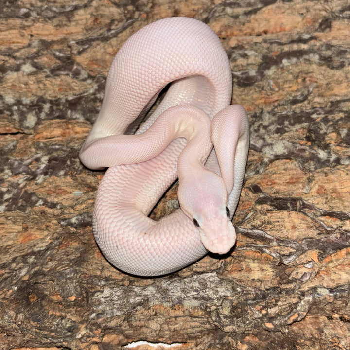 Python regius (Ball Python) Super Mojave Pos Desert Ghost Het Clown UNSEXED