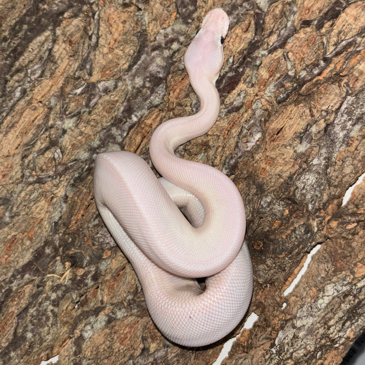 Python regius (Ball Python) Super Mojave Pos Desert Ghost Het Clown UNSEXED