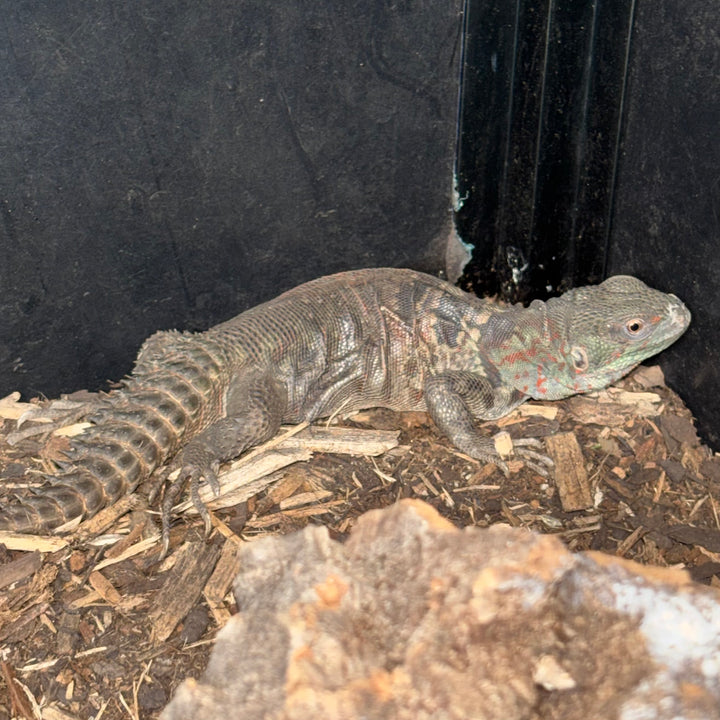 Cachryx alfredschmidti (Campeche Spiny Tailed Iguana)