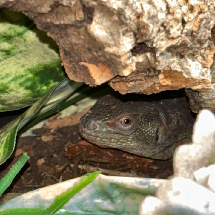 Cachryx alfredschmidti (Campeche Spiny Tailed Iguana)