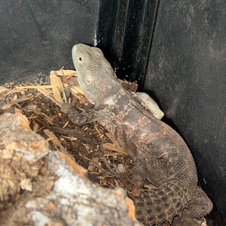 Cachryx alfredschmidti (Campeche Spiny Tailed Iguana)