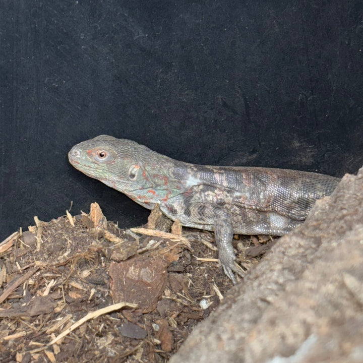 Cachryx alfredschmidti (Campeche Spiny Tailed Iguana)