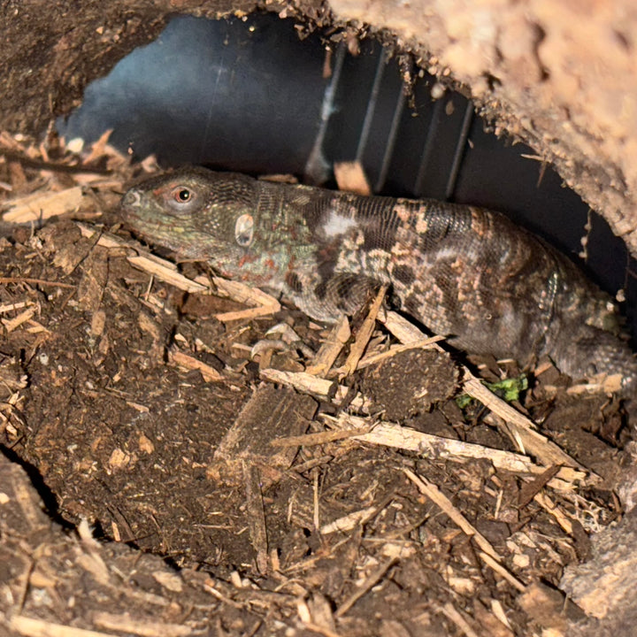 Cachryx alfredschmidti (Campeche Spiny Tailed Iguana)