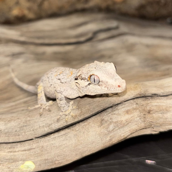 Rhacodactylus auriculatus (Gargoyle Gecko) Reticulated Juvenile