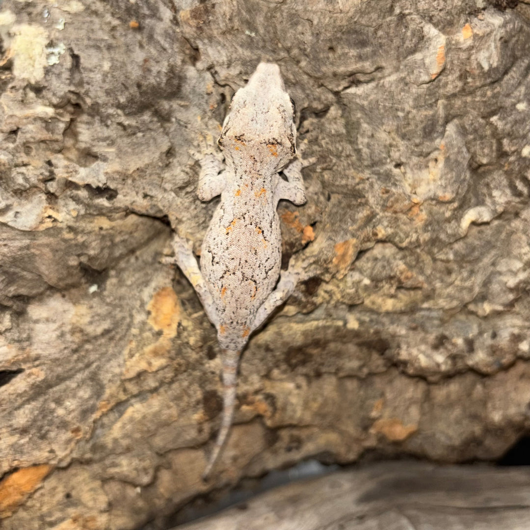 Rhacodactylus auriculatus (Gargoyle Gecko) Reticulated Juvenile