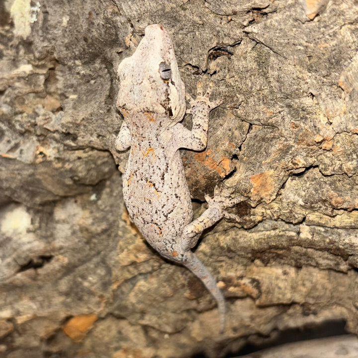 Rhacodactylus auriculatus (Gargoyle Gecko) Reticulated Juvenile