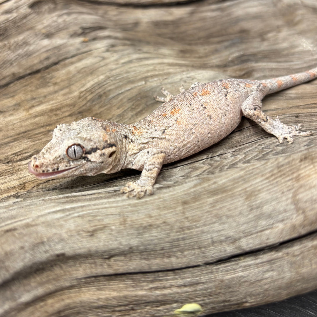 Rhacodactylus auriculatus (Gargoyle Gecko) Reticulated Juvenile