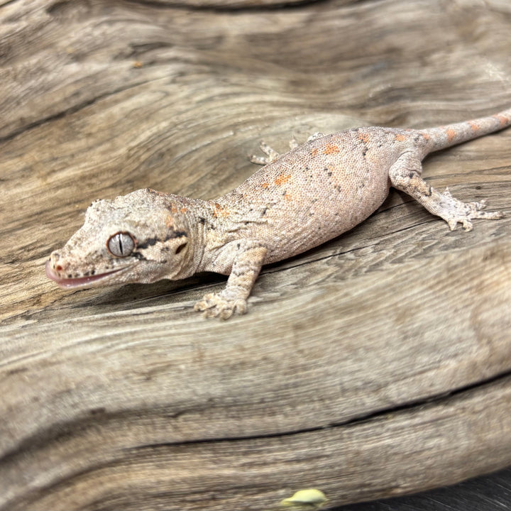 Rhacodactylus auriculatus (Gargoyle Gecko) Reticulated Juvenile