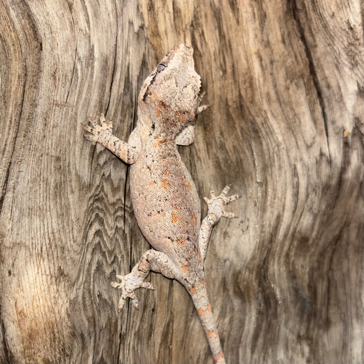 Rhacodactylus auriculatus (Gargoyle Gecko) Reticulated Juvenile