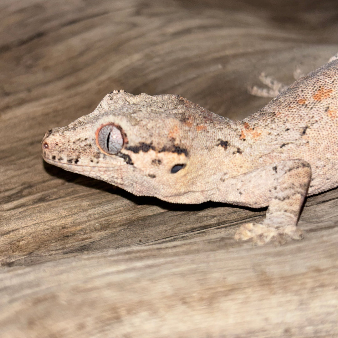 Rhacodactylus auriculatus (Gargoyle Gecko) Reticulated Juvenile
