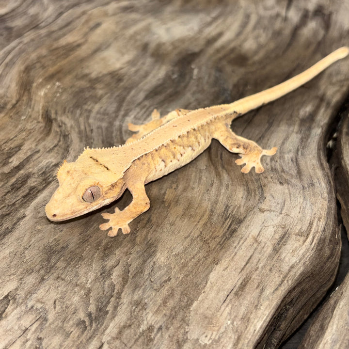 Correlophus ciliatus (Crested Gecko) Lily White Juvenile