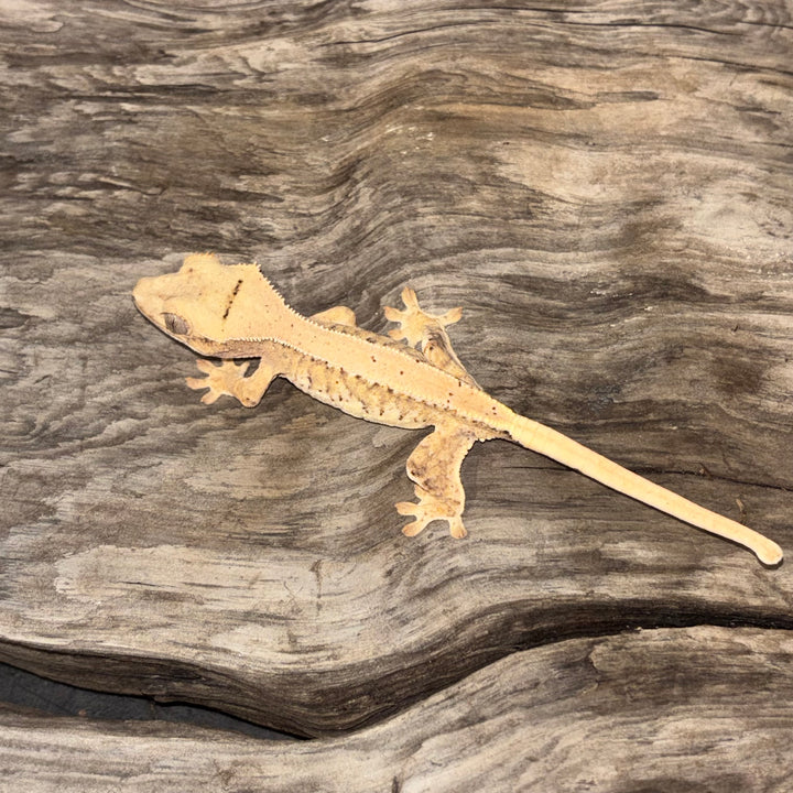 Correlophus ciliatus (Crested Gecko) Lily White Juvenile