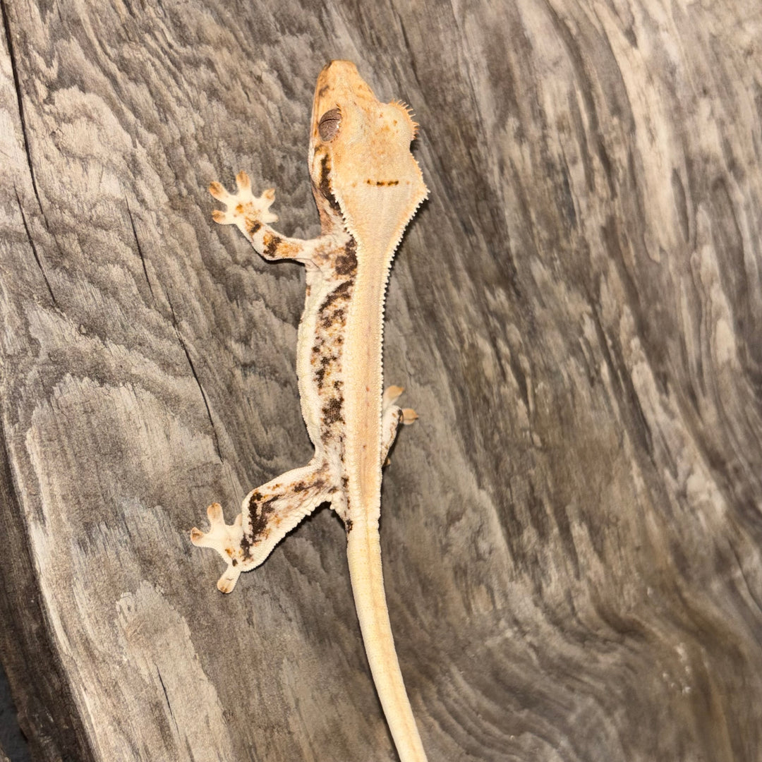 Correlophus ciliatus (Crested Gecko) Lily White Juvenile