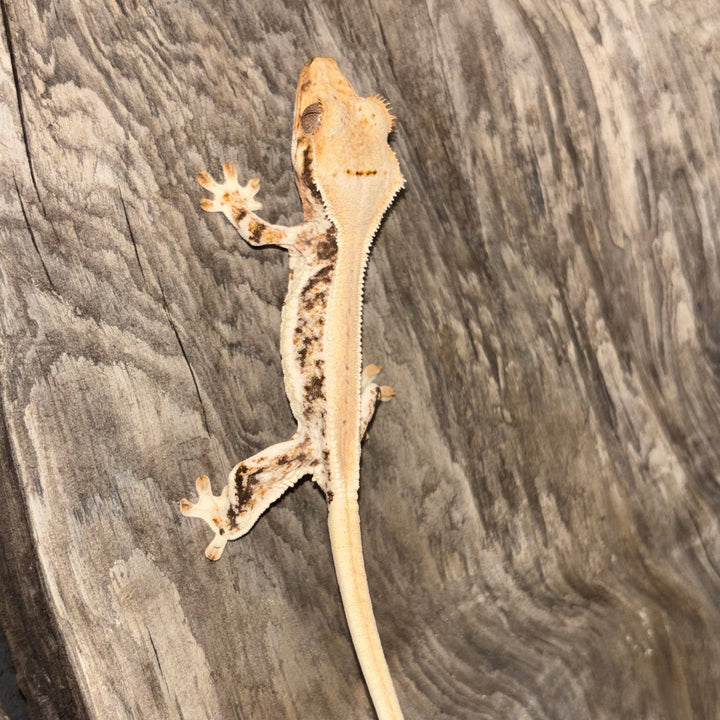 Correlophus ciliatus (Crested Gecko) Lily White Juvenile