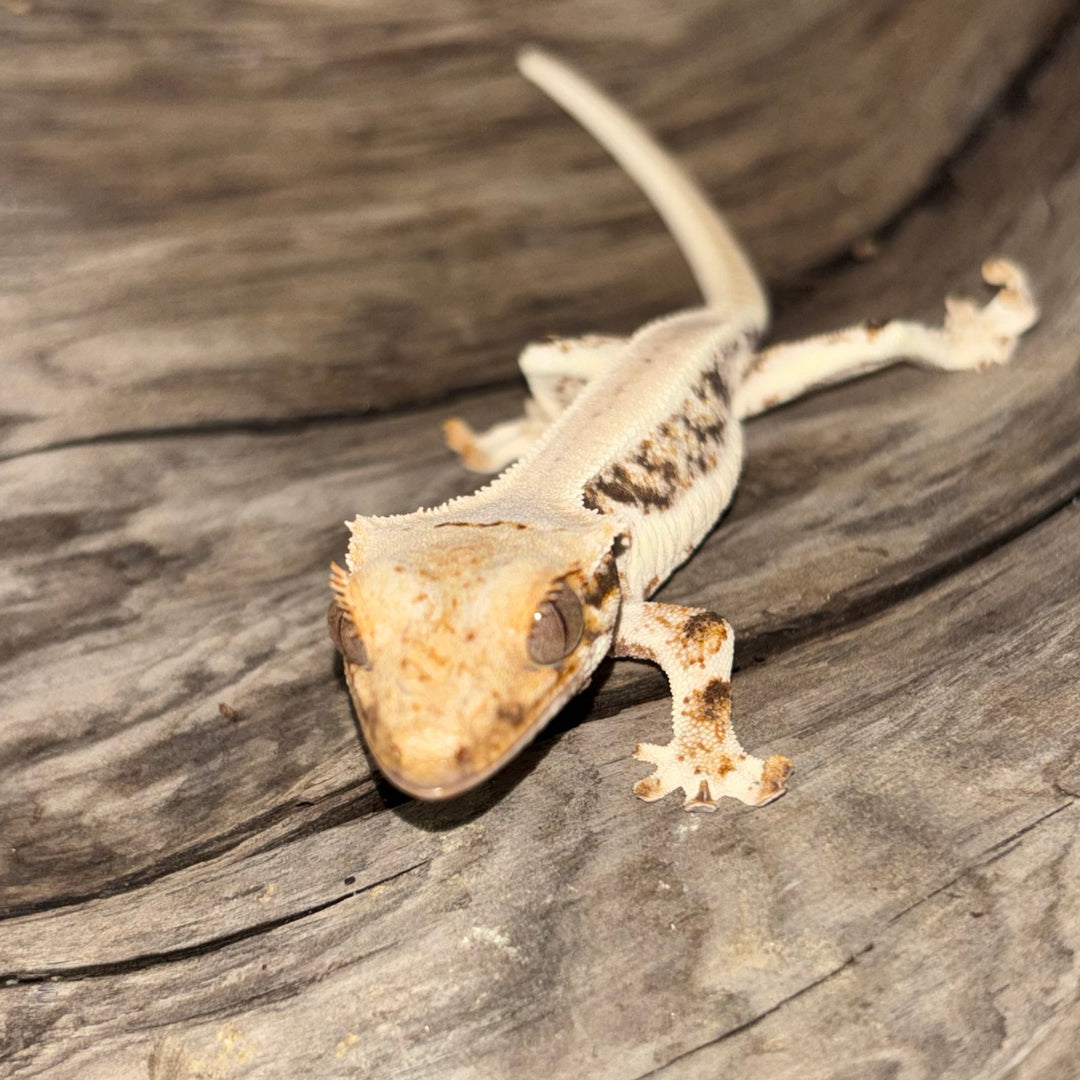 Correlophus ciliatus (Crested Gecko) Lily White Juvenile