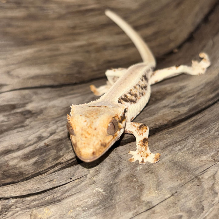 Correlophus ciliatus (Crested Gecko) Lily White Juvenile