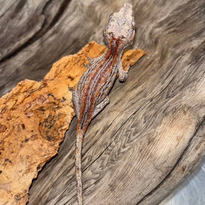 Rhacodactylus auriculatus (Gargoyle Gecko) Red Stripe