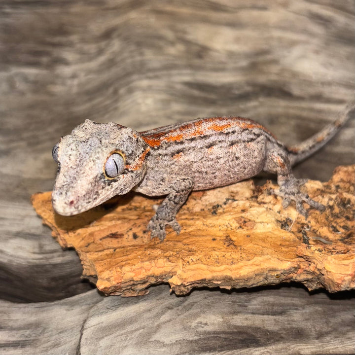 Rhacodactylus auriculatus (Gargoyle Gecko) Red Stripe