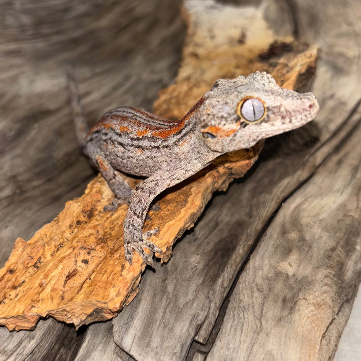 Rhacodactylus auriculatus (Gargoyle Gecko) Red Stripe