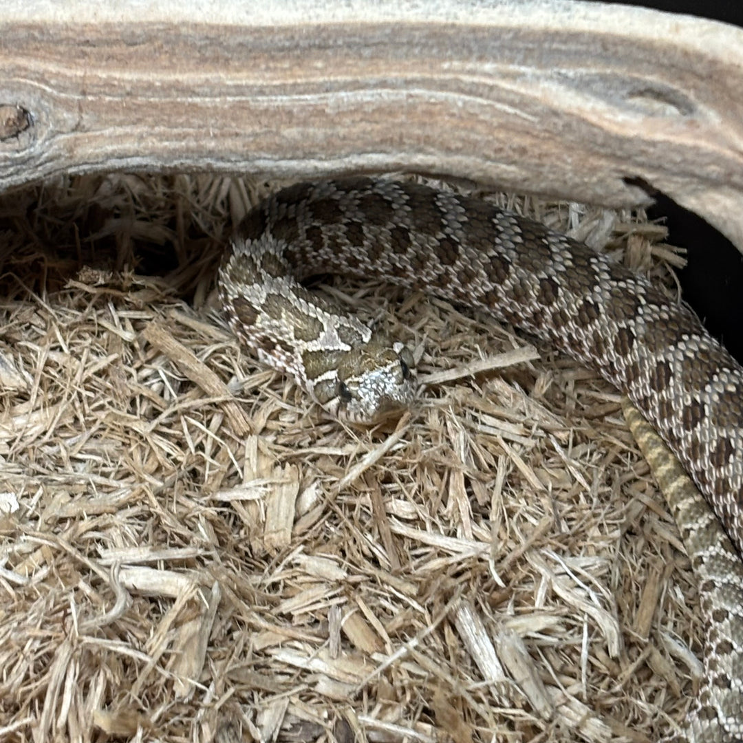Heterodon Nasicus (Hognose Snake) Normal 2025 Female