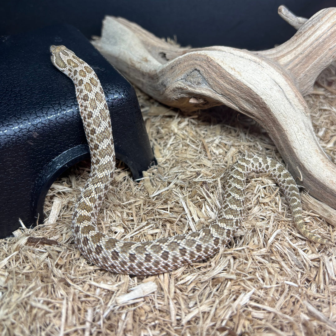 Heterodon Nasicus (Hognose Snake) Normal 2025 Female