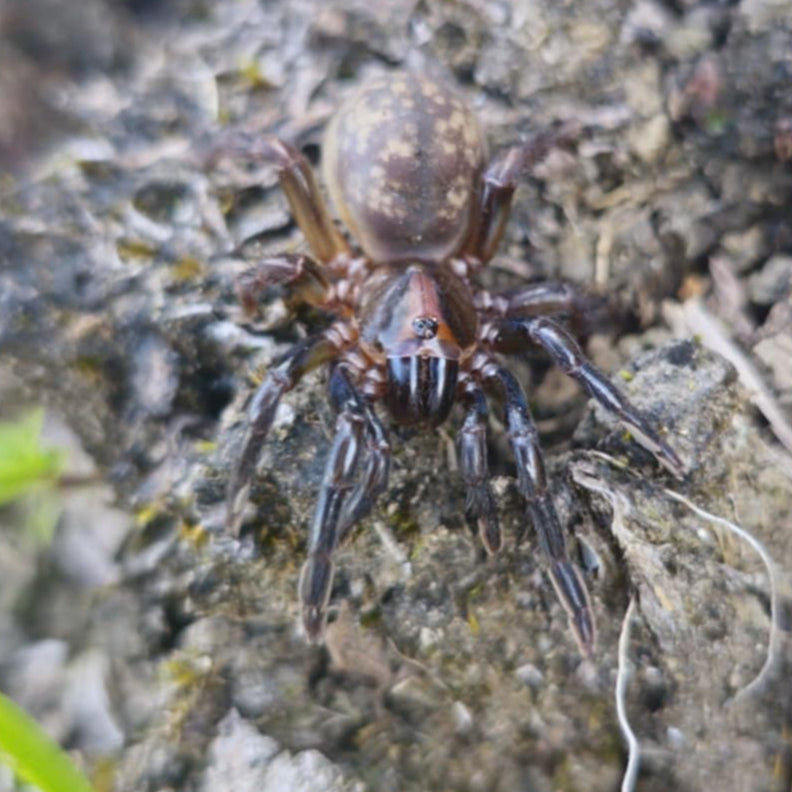 Idiophthalma sp 'Black' (Black Brush-Foot Trap Door) 0.25"