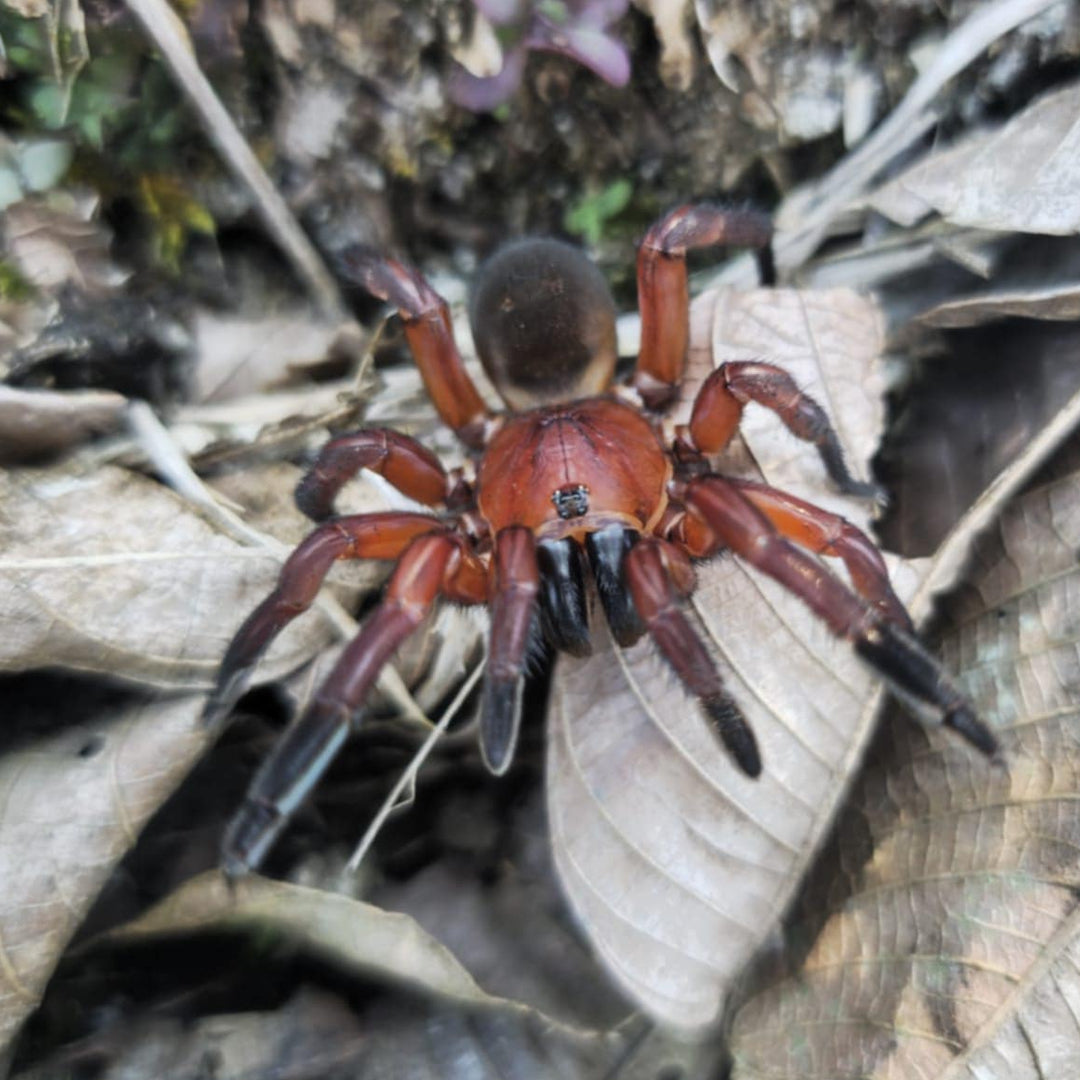 Idiophthalma sp 'Red' (Red Brush-Footed Trap Door) 0.25"