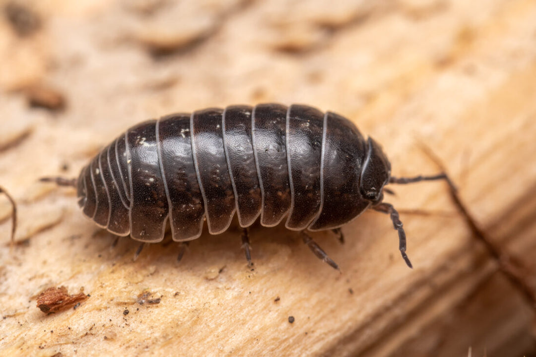 Isopod 1ct