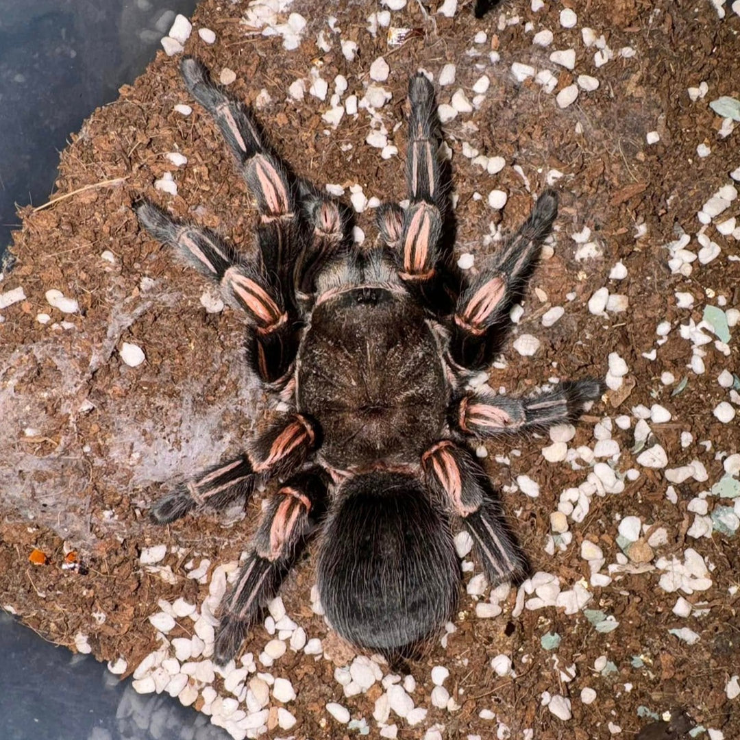 Lasiodorides striatus (Peruvian Orange Stripe) 0.5"