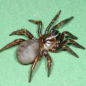 All Products – Page 12 – Spider Shoppe All Products – Page 12 – Spider Shoppe