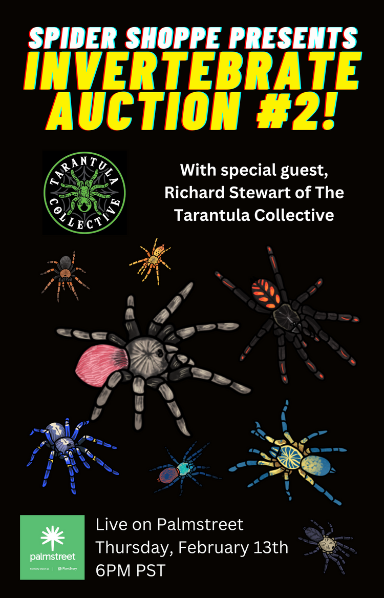 Spider Shoppe - Tarantulas for sale