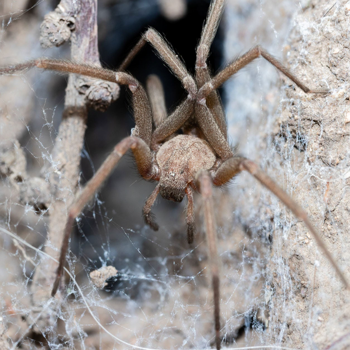 Loxosceles laeta (Chilean Recluse) 0.25"