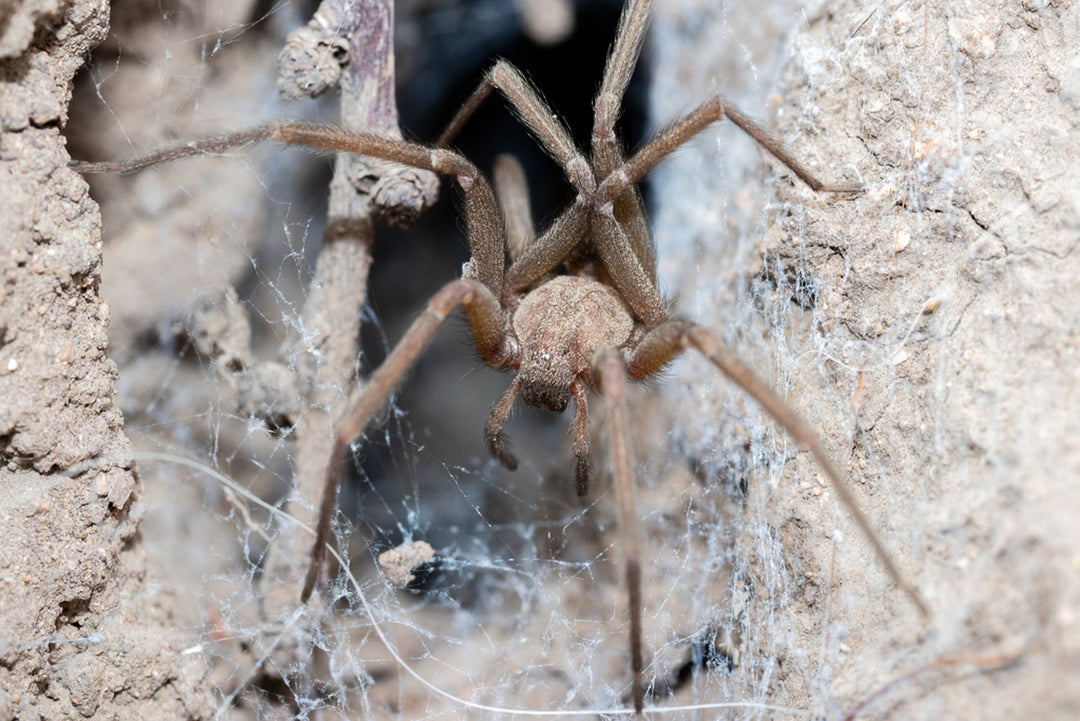 Loxosceles laeta (Chilean Recluse) 0.25"