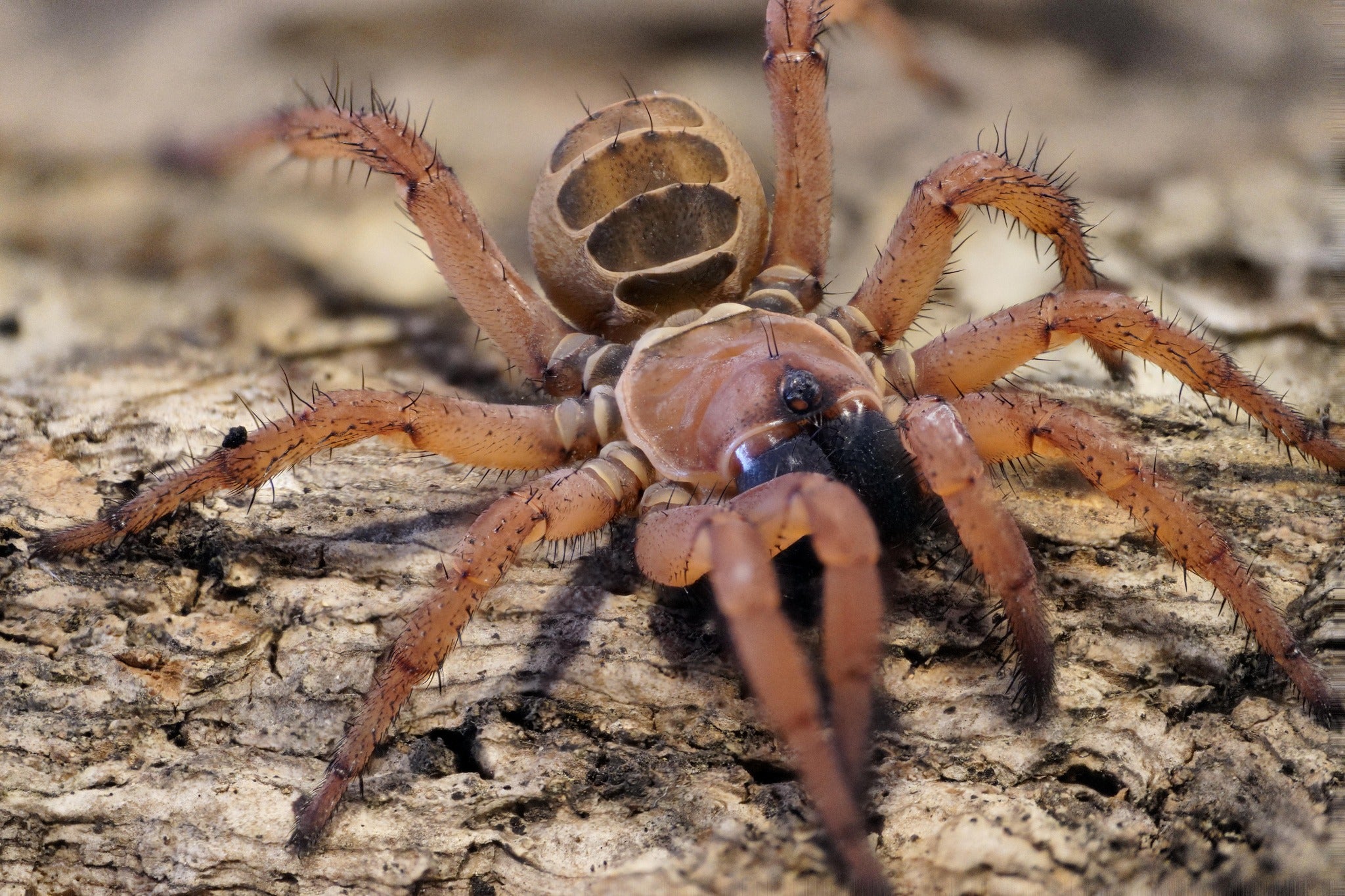 Psalmopoeus reduncus (Costa Rican Orange Mouth) 0.5