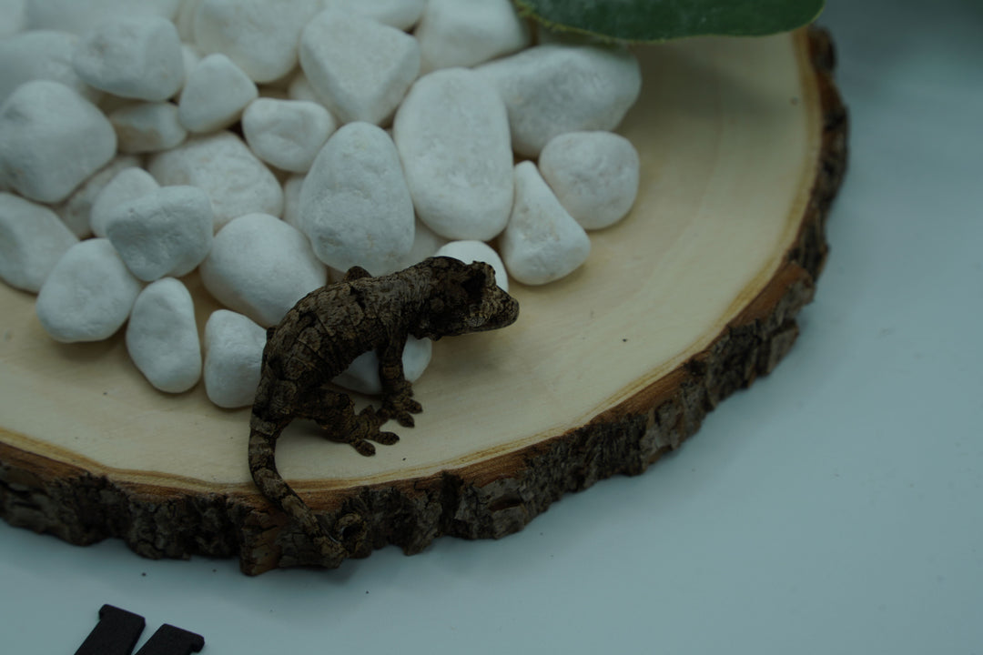Mniarogekko chahoua (Chahoua Gecko) Mainland (#2)