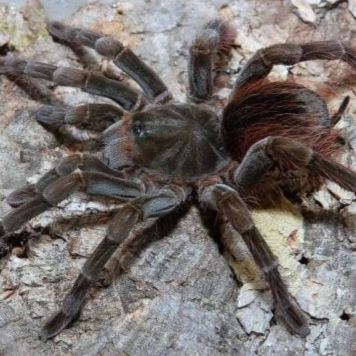 Megaphobema velvetosoma (Ecuadorian Brown Velvet) 1-1.5"