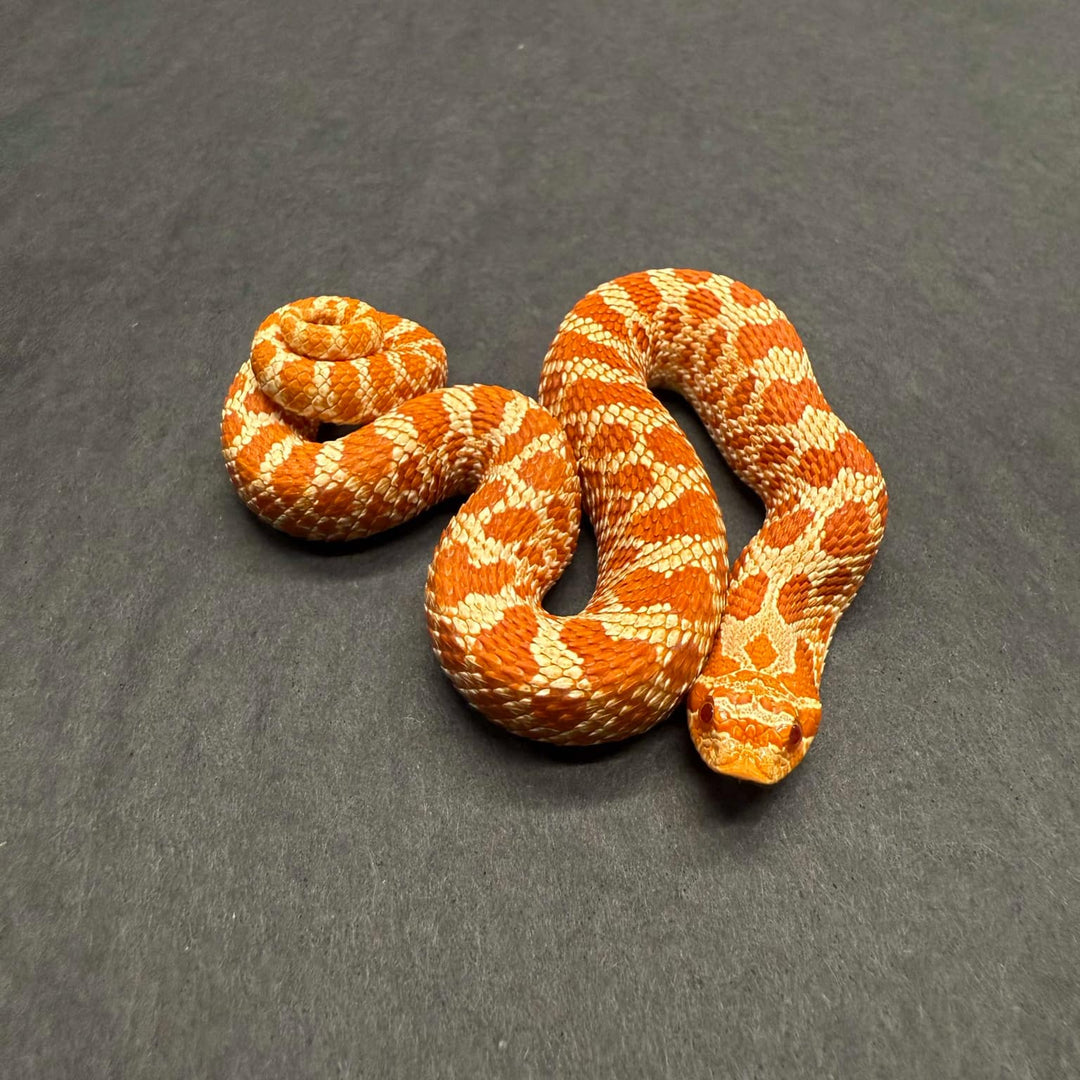 Heterodon nasicus (Hognose Snake) 'Albino Extreme Red' MALE