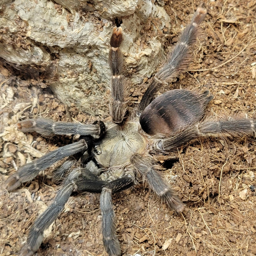 Tarantulas – Spider Shoppe