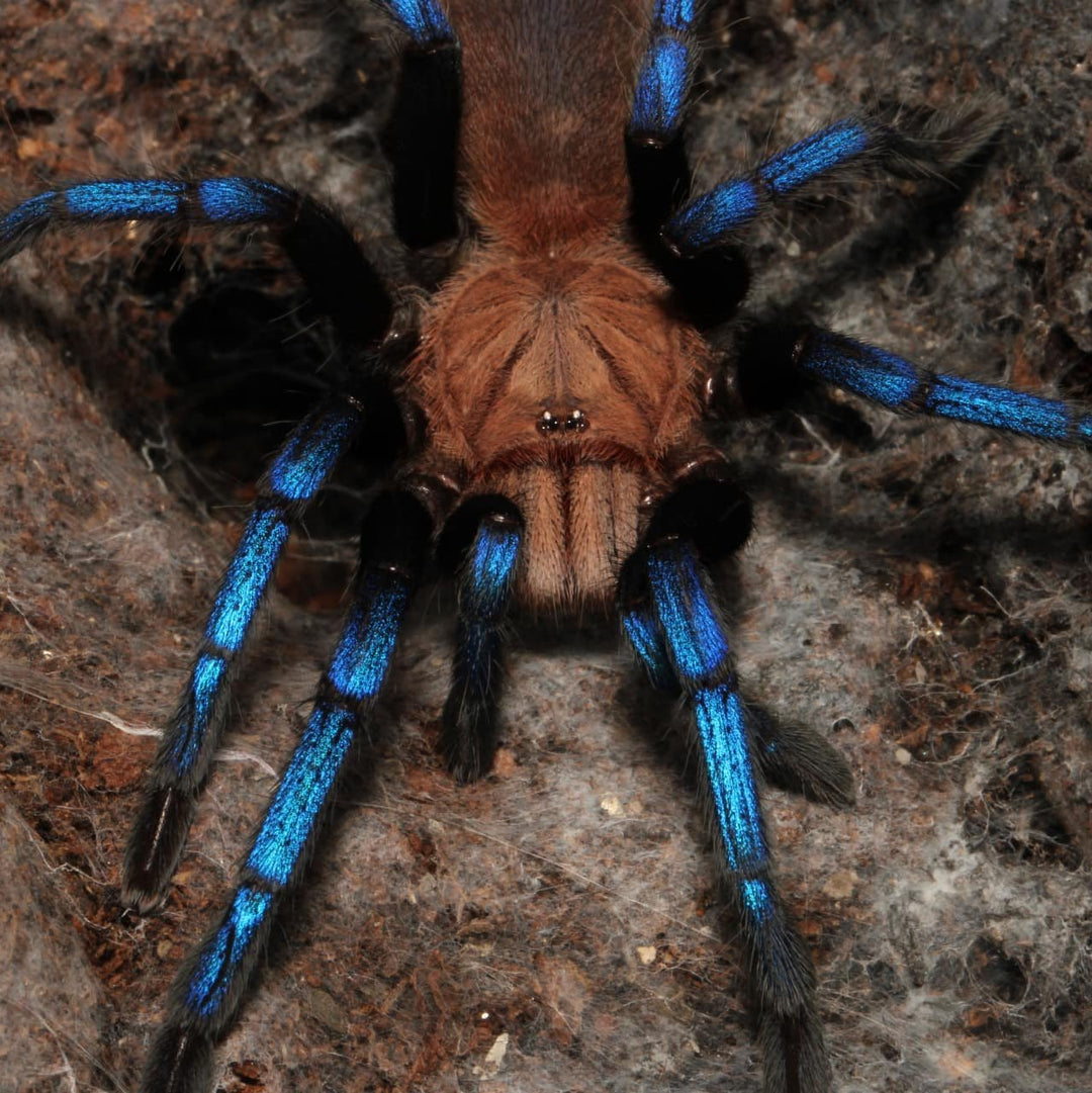 Birupes simoroxigorum (Borean Neon-Blue Leg) 0.5”