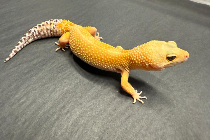 Eublepharis macularius (Leopard Gecko) Super Hypo Tangerine - Female