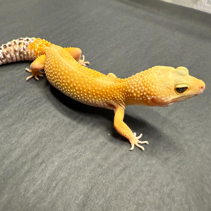 Eublepharis macularius (Leopard Gecko) Super Hypo Tangerine - Female