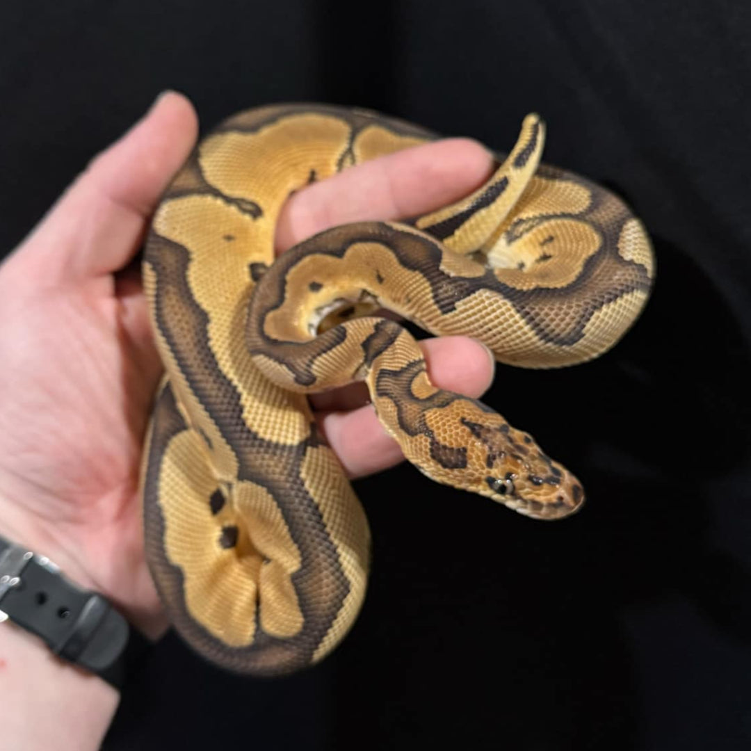 Python regius (Ball Python) 'Enchi Clown' MALE