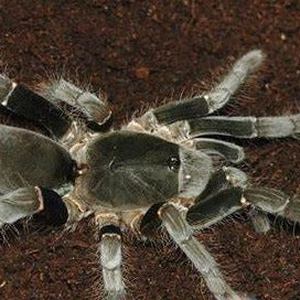 Hysterocrates Hysterocrates gigas | Eighth Element LLC