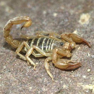 Paruroctonus boreus (Northern Scorpion) 0.25"