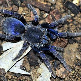 Psednocnemis brachyramosa (Malaysian Blue Femur) 0.5" | 2" MALE | 3" FEMALES
