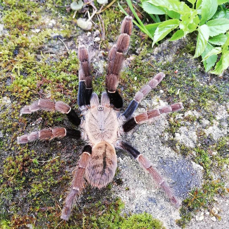 Ornithoctoninae sp 'Siam Satu'